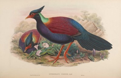 Noble Pigeon by John Gould